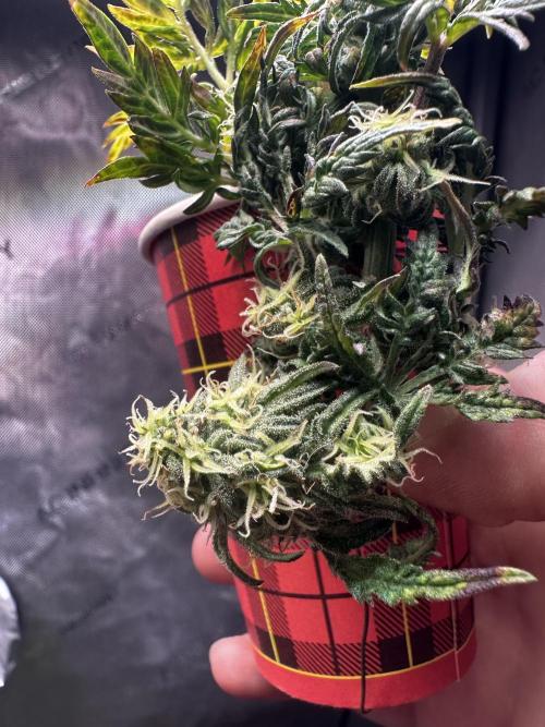 Frosty Auto in a cup. Week 8