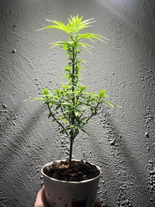 Grow the banger. Week 10