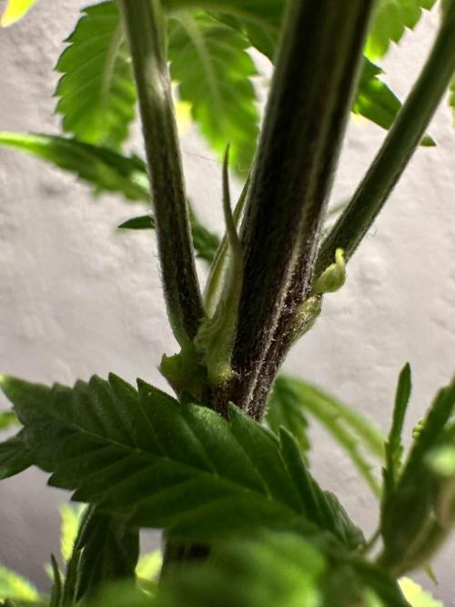 Grow the banger. Week 10