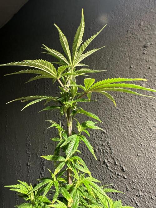 Grow the banger. Week 10