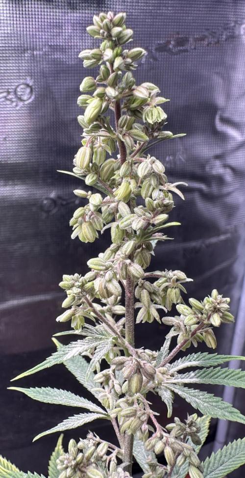 Symmetry boy. Week 15