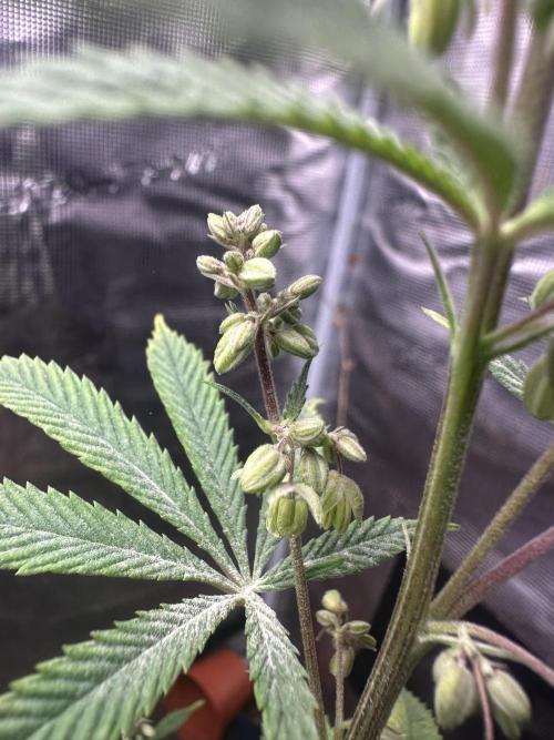 Symmetry boy. Week 15