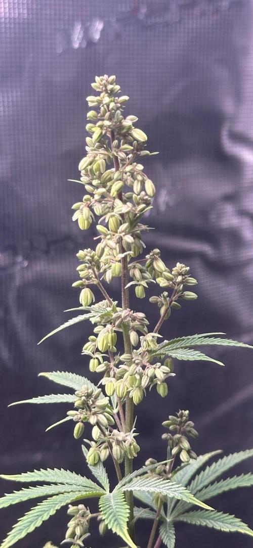 Symmetry boy. Week 15