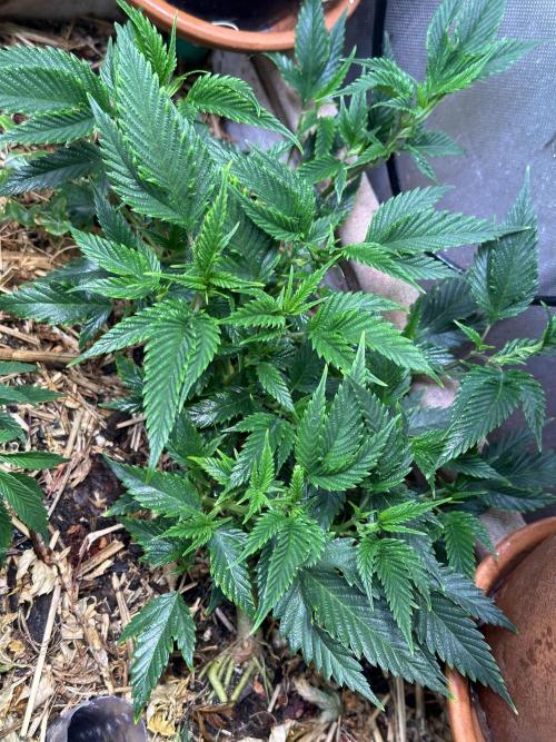 Tridents 🔱. Week 11