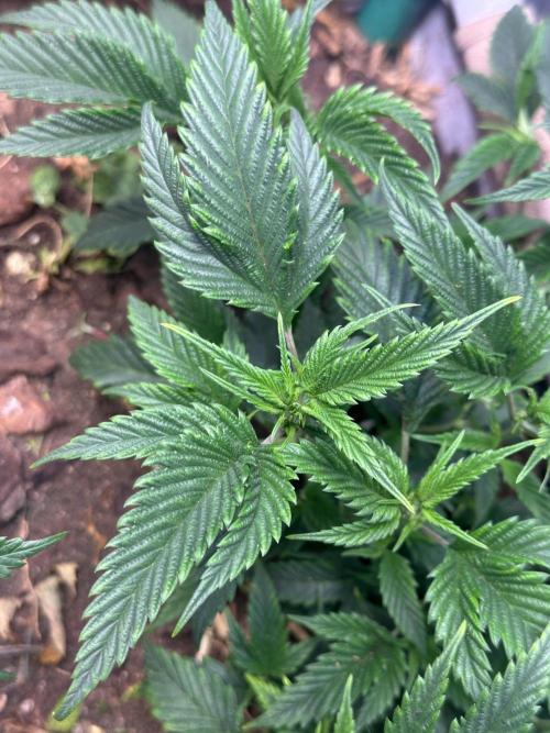 Tridents 🔱. Week 11