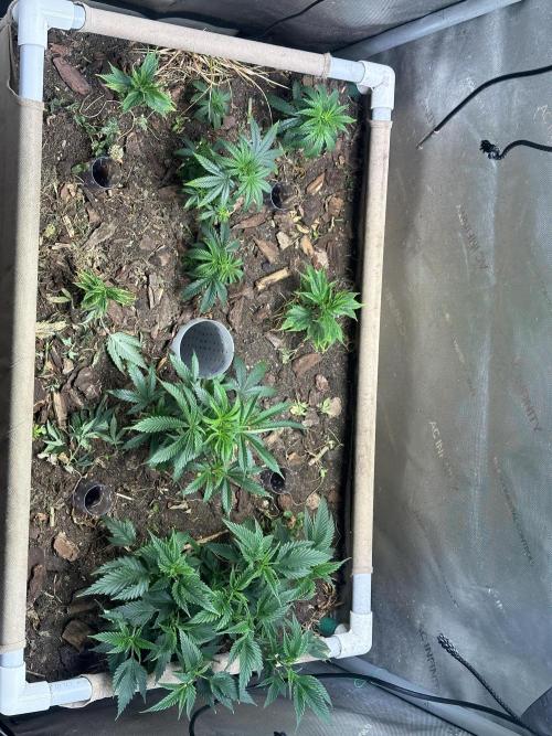 Gas GPT. Week 8
