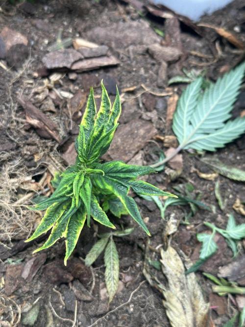 Mutation strain 🤭. Week 4