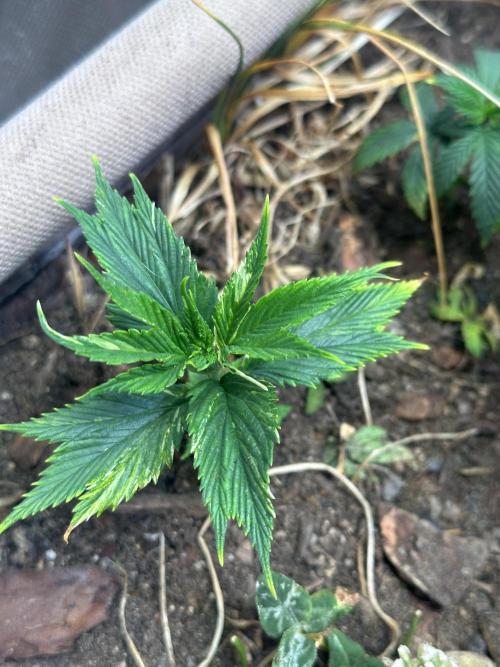 Mutation strain 🤭. Week 4