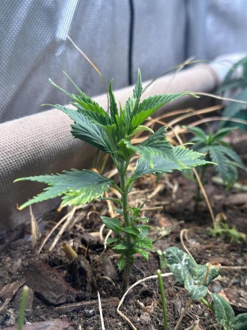 Mutation strain 🤭. Week 4