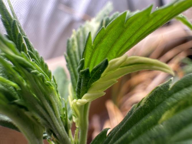 Mutation strain 🤭. Week 4