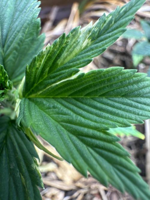 Mutation strain 🤭. Week 4