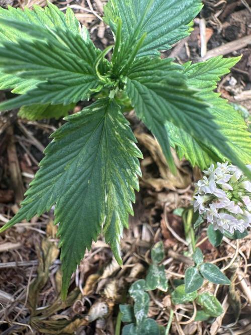 Mutation strain 🤭. Week 4