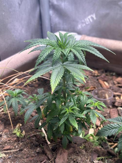 Lemon caviar. Week 5