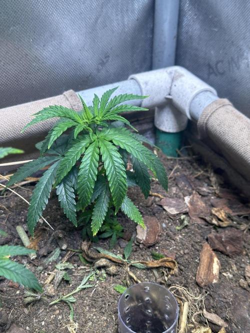 Lemon caviar. Week 5