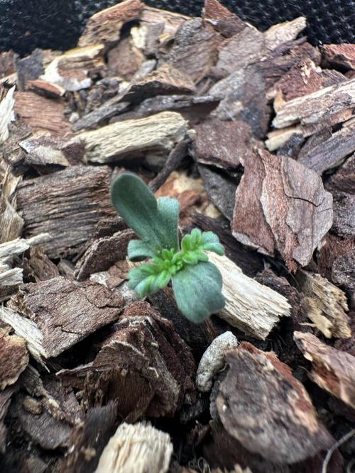 The outdoor banger is back(mother plant). Week 1