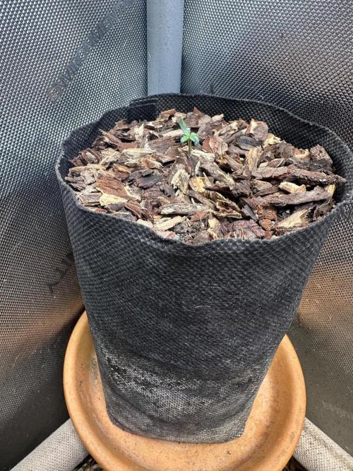 The outdoor banger is back(mother plant). Week 1