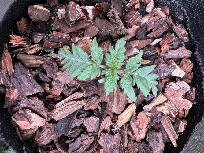 The outdoor banger is back(mother plant). Week 2