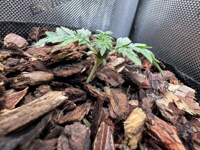 The outdoor banger is back(mother plant). Week 2