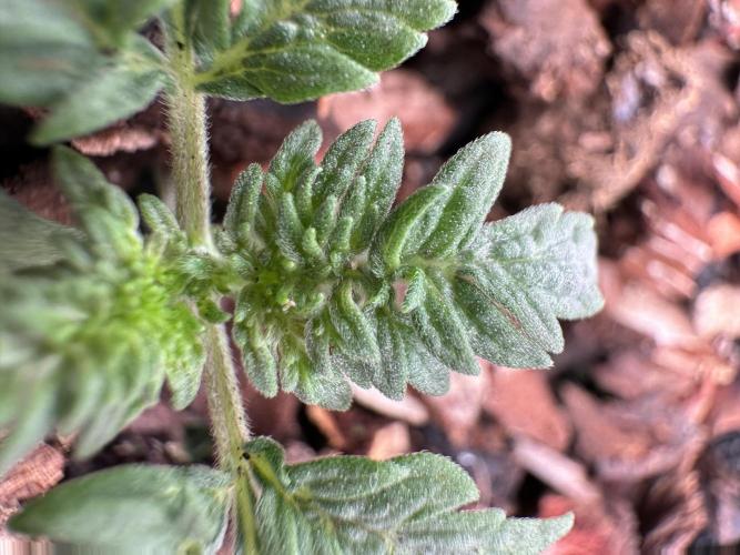 The outdoor banger is back(mother plant). Week 2