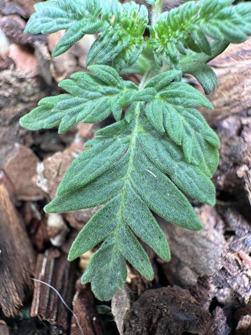 The outdoor banger is back(mother plant). Week 2