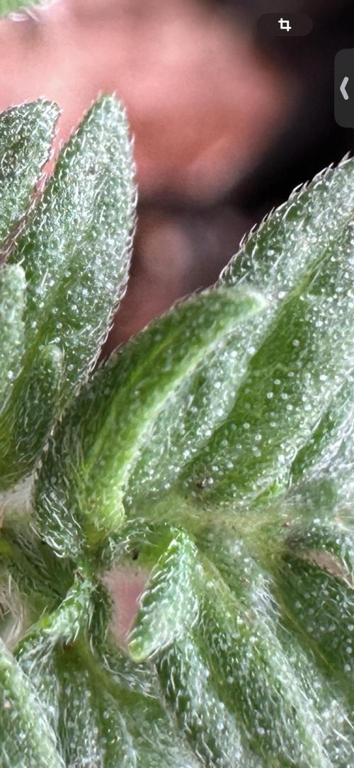 The outdoor banger is back(mother plant). Week 2