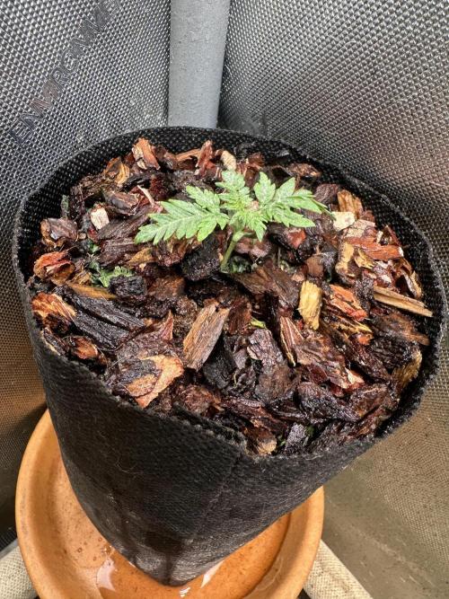 The outdoor banger is back(mother plant). Week 2