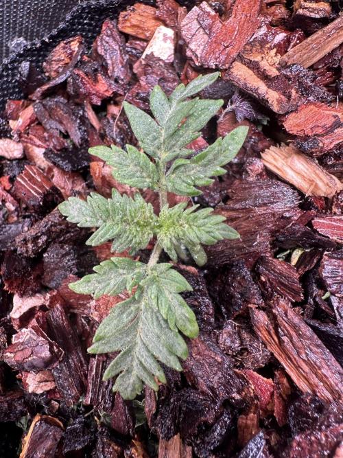 The outdoor banger is back(mother plant). Week 2