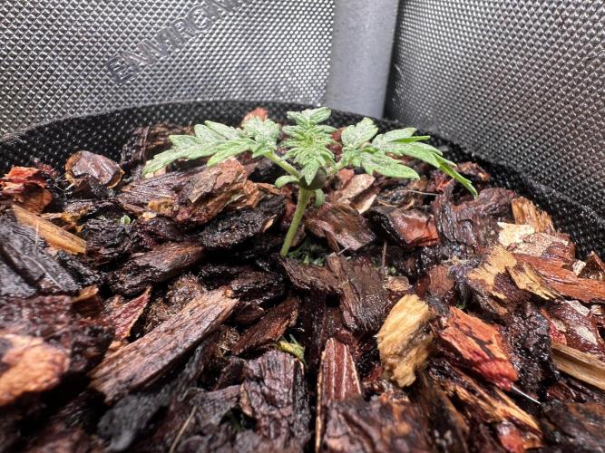 The outdoor banger is back(mother plant). Week 2