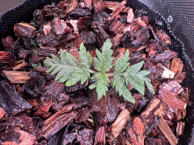 The outdoor banger is back(mother plant). Week 2