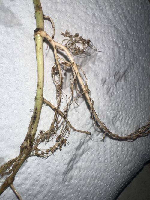 Indigenous Microorganisms. Week 1