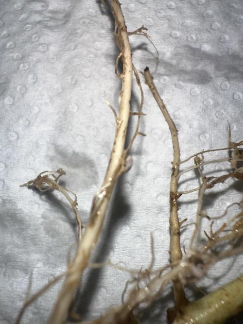 Indigenous Microorganisms. Week 1