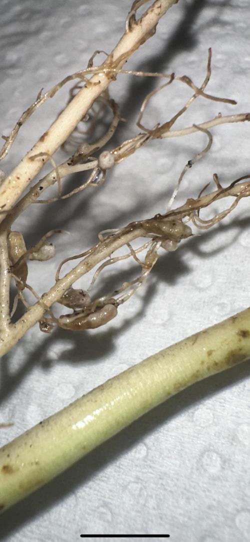 Indigenous Microorganisms. Week 1