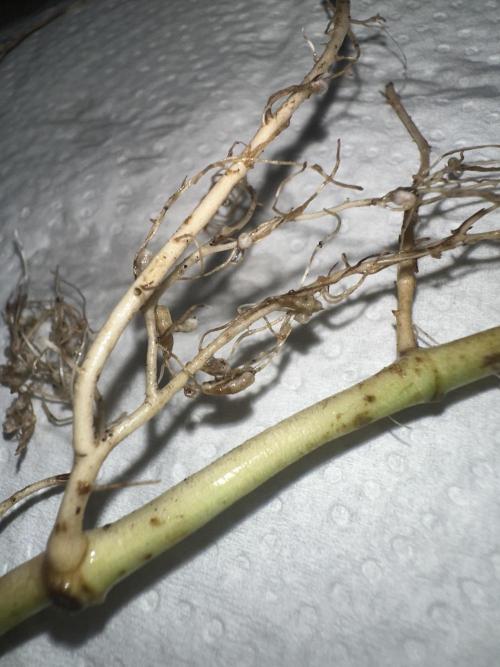 Indigenous Microorganisms. Week 1