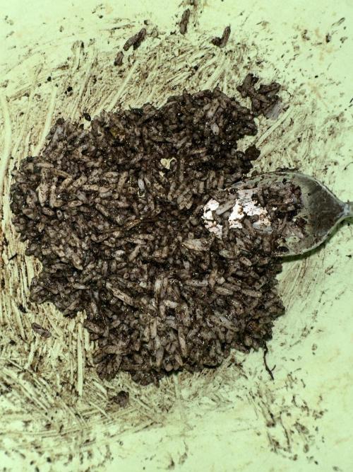 Indigenous Microorganisms. Week 1