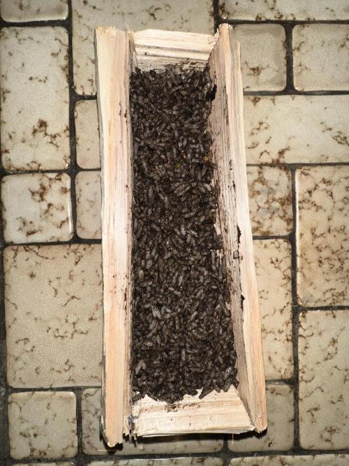 Indigenous Microorganisms. Week 1