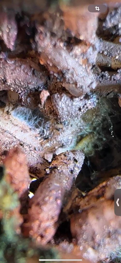 Indigenous Microorganisms. Week 1