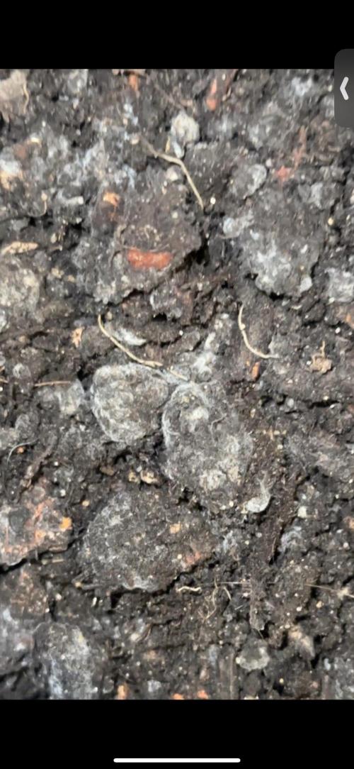 Indigenous Microorganisms. Week 4