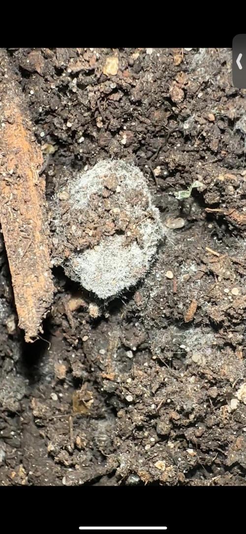 Indigenous Microorganisms. Week 4