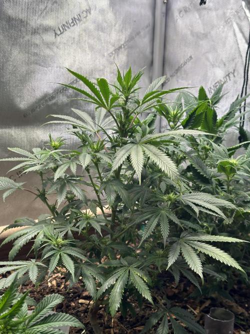 Gas GPT. Week 11