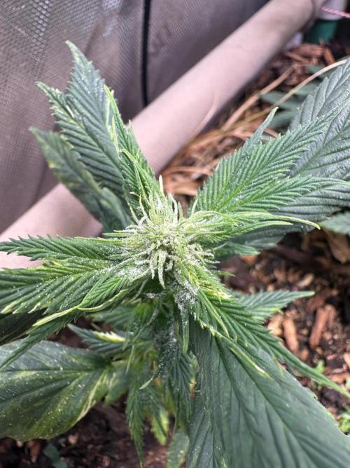 Mutation strain 🤭. Week 7