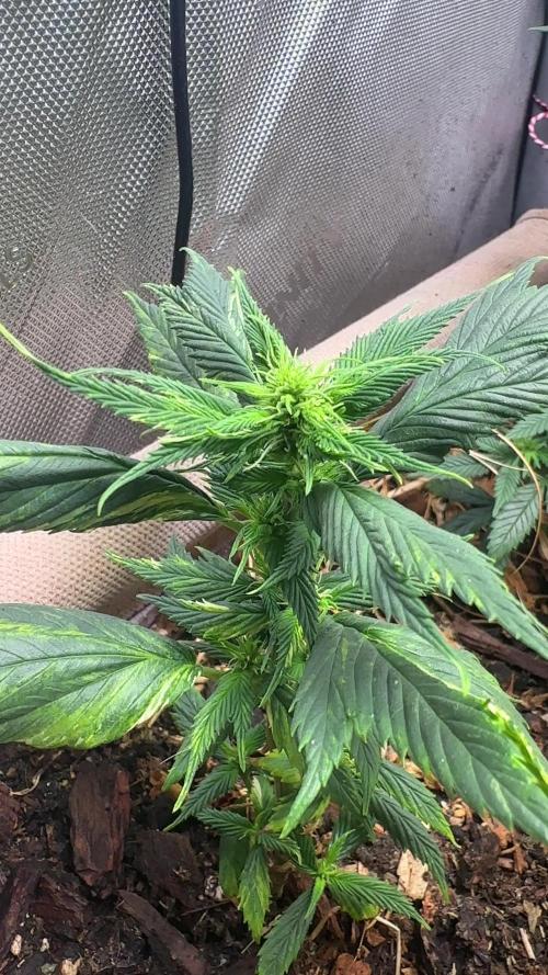 Mutation strain 🤭