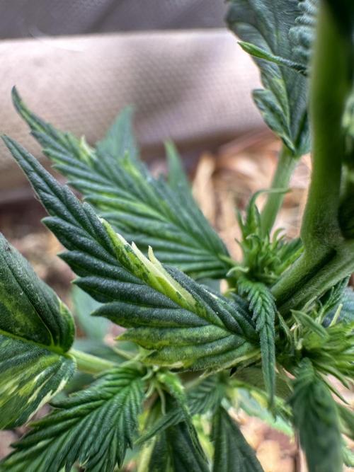 Mutation strain 🤭. Week 7