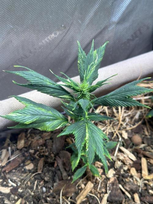 Mutation strain 🤭. Week 7