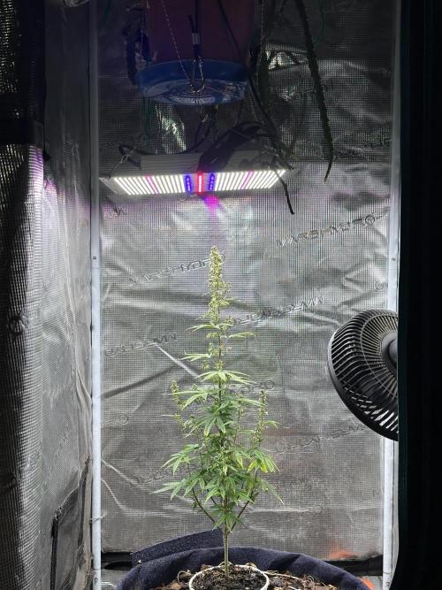 Symmetry boy. Week 16