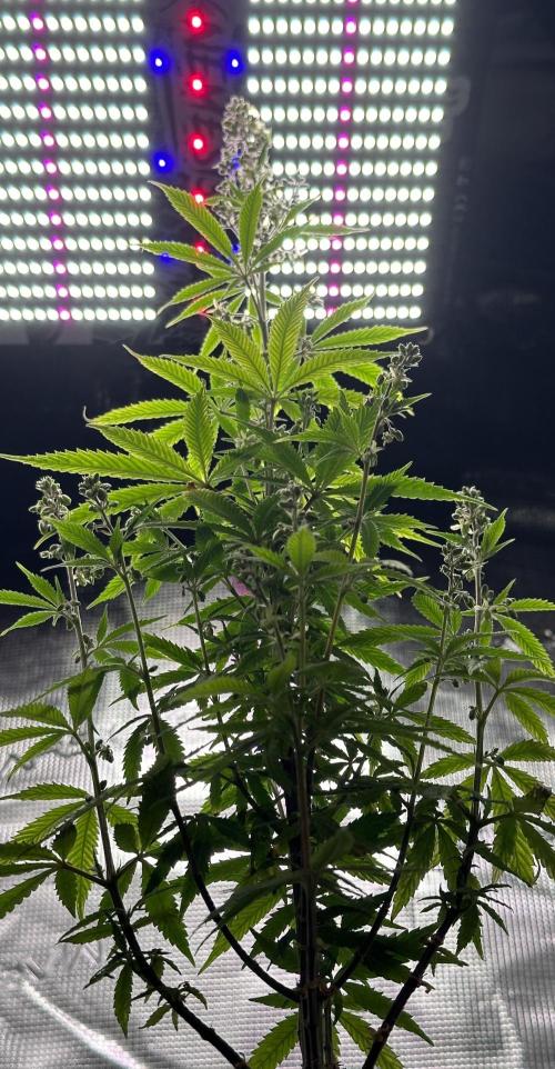 Symmetry boy. Week 16