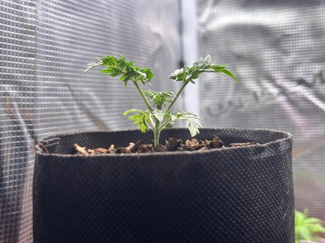George became Bush (Outdoor Banger). Week 3
