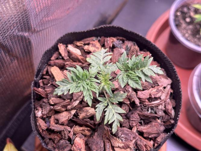George became Bush (Outdoor Banger). Week 3
