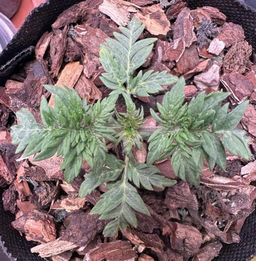George became Bush (Outdoor Banger). Week 3
