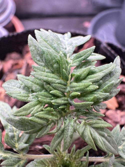 George became Bush (Outdoor Banger). Week 3