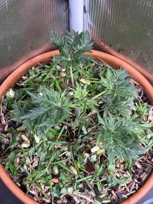 George became Bush (Outdoor Banger). Week 5